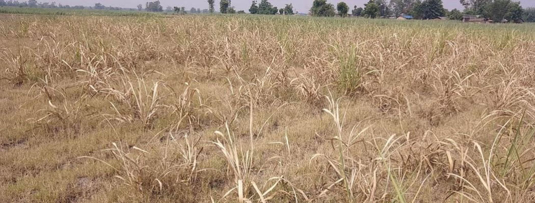 गर्मीले जनजीवन प्रभावित, पठनपाठन बन्द
