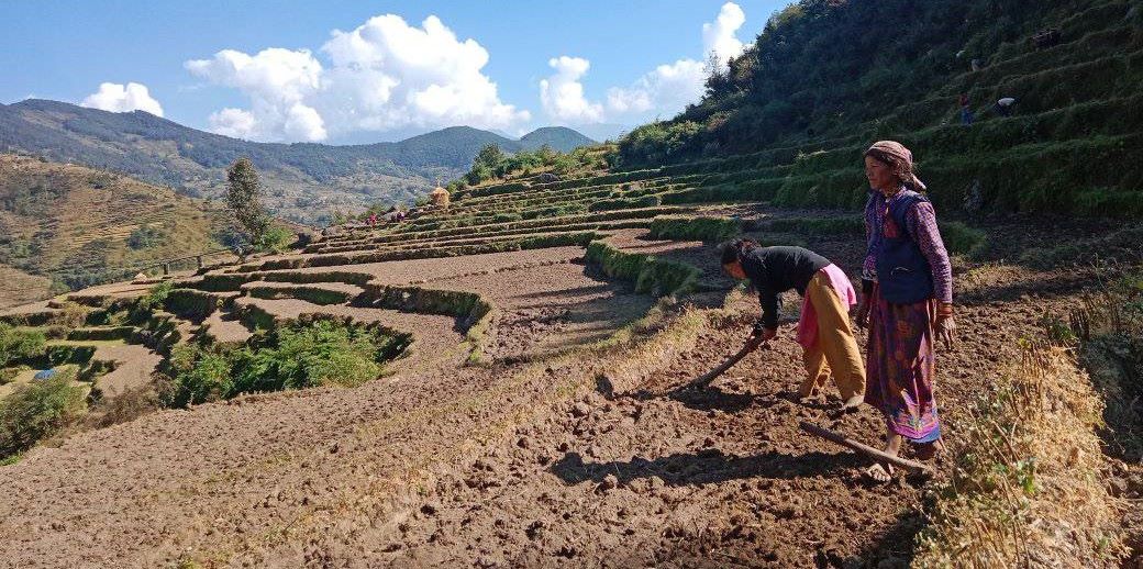 दसैँ सकिएसँगै किसानलाई गहुँ छर्ने चटारो