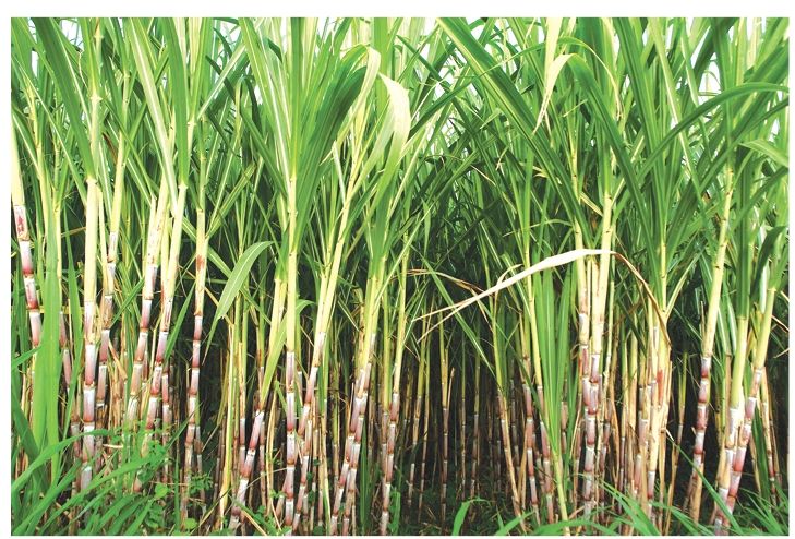 कञ्चनपुरका व्यापारी तस्करीको उखुबाट पनि अनुदान बुझ्दै