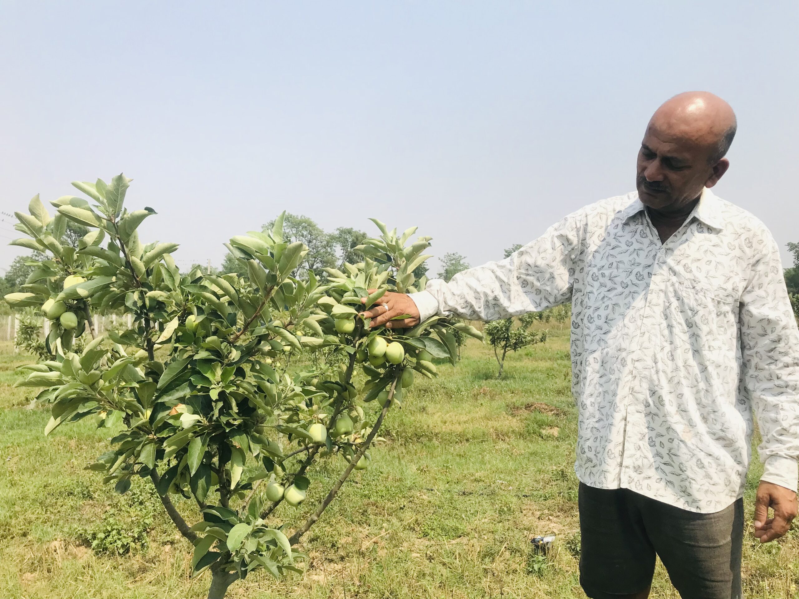 तराईको गर्मीमा फल्यो लटरम्म स्याउ