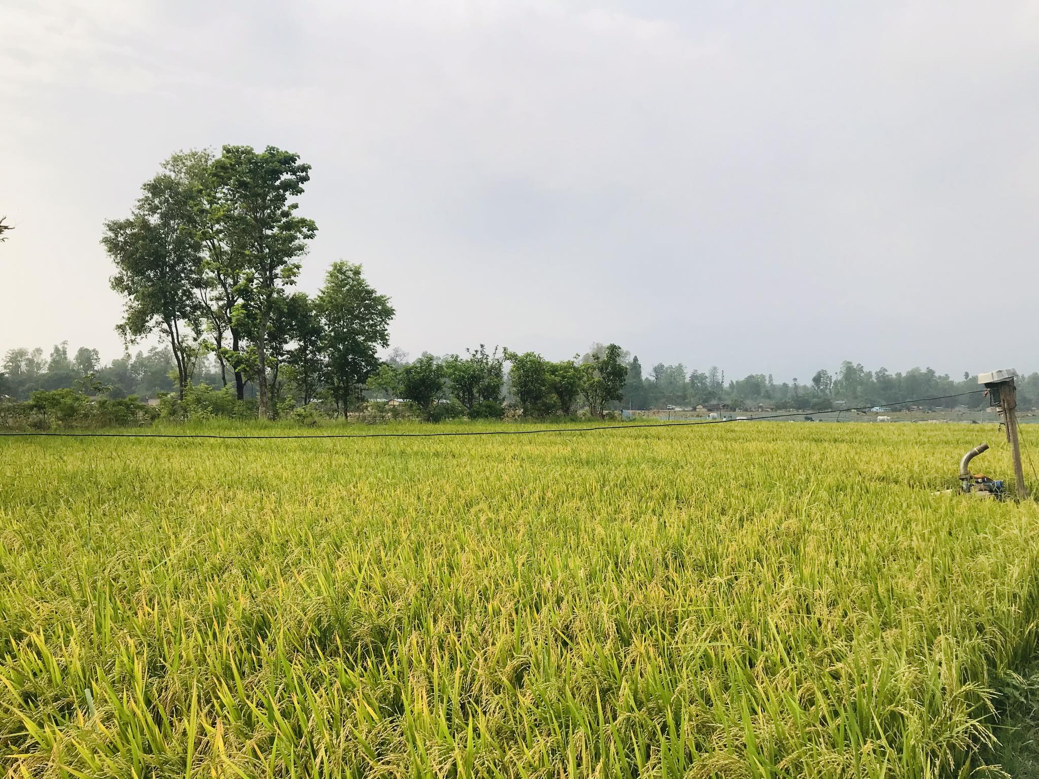 कैलालीमा चैते धान खेती तर्फ बढ्दै आकर्षण ।