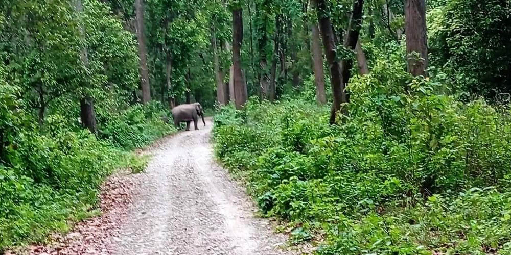 शुक्लाफाँटाको चुरे फेदीमा हात्तीको बथान, बस्तीमा क्षतिको जोखिम