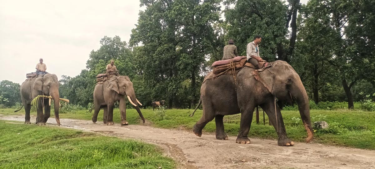 कञ्चनपुरमा देखिएको जनावर चितुवा हुनसक्ने निष्कर्ष, बाघ खोजी टोली रित्तो हात फिर्ता