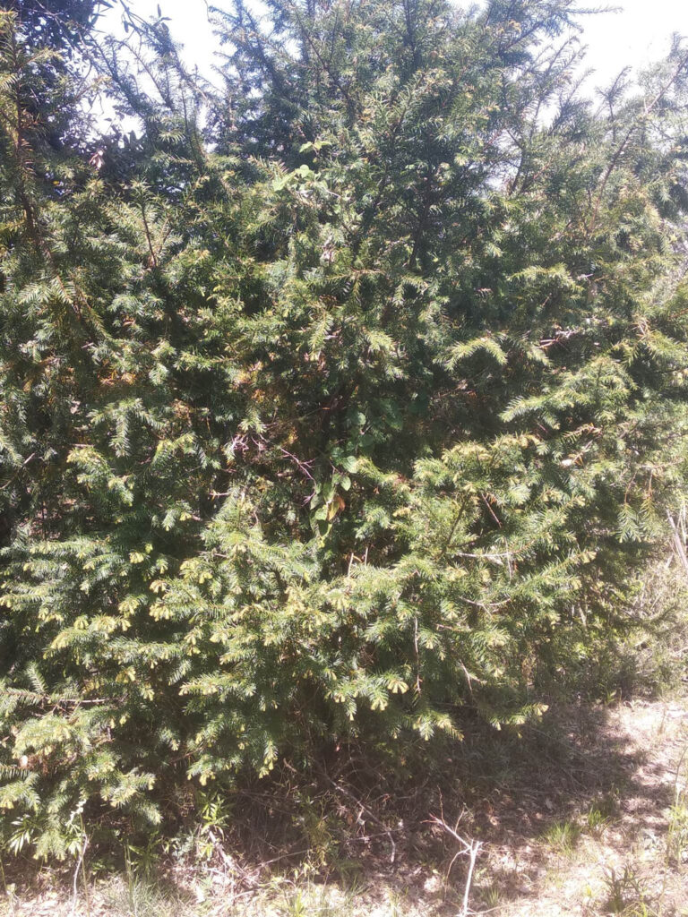 बैतडीमा ‘ट्याक्सोल’ रसायन निस्कने लौठसल्लाको संरक्षण, क्यान्सरविरुद्ध उपयोगी वनस्पति संकटमा