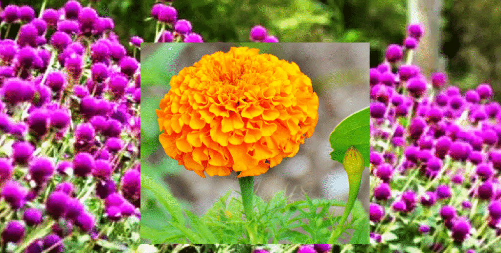 टिकापुरका सीताराम चौधरी : फूलखेतीबाट गाउँमा प्रेरणाको सुगन्ध