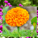 टिकापुरका सीताराम चौधरी : फूलखेतीबाट गाउँमा प्रेरणाको सुगन्ध