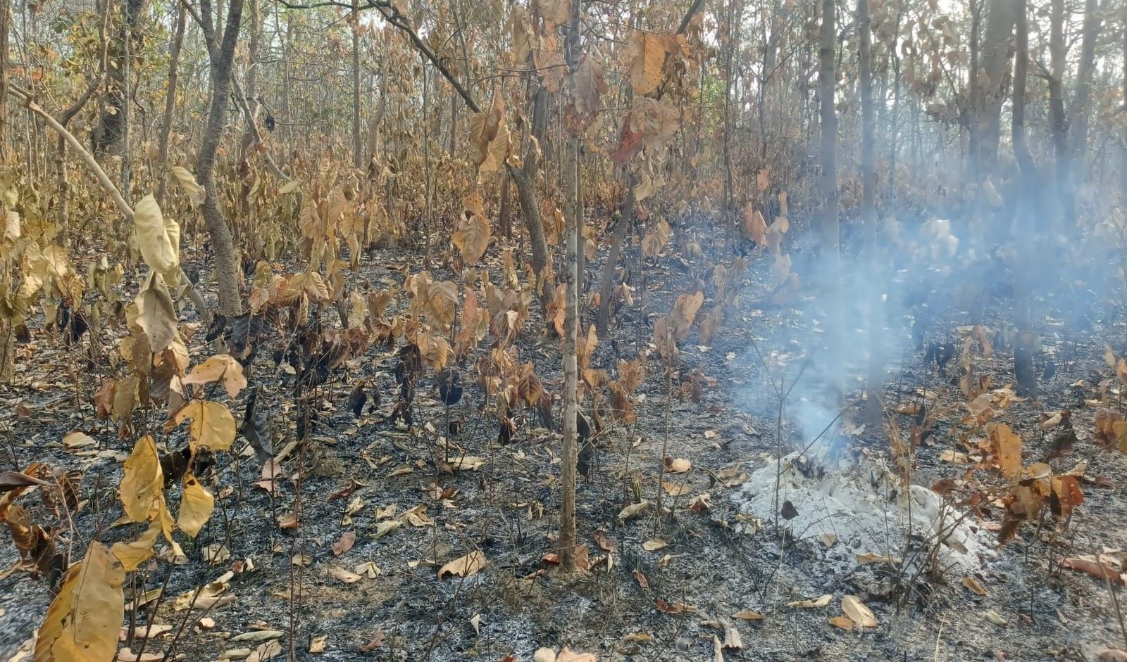 वर्षासँगै कैलालीका वन डढेलो नियन्त्रणमा