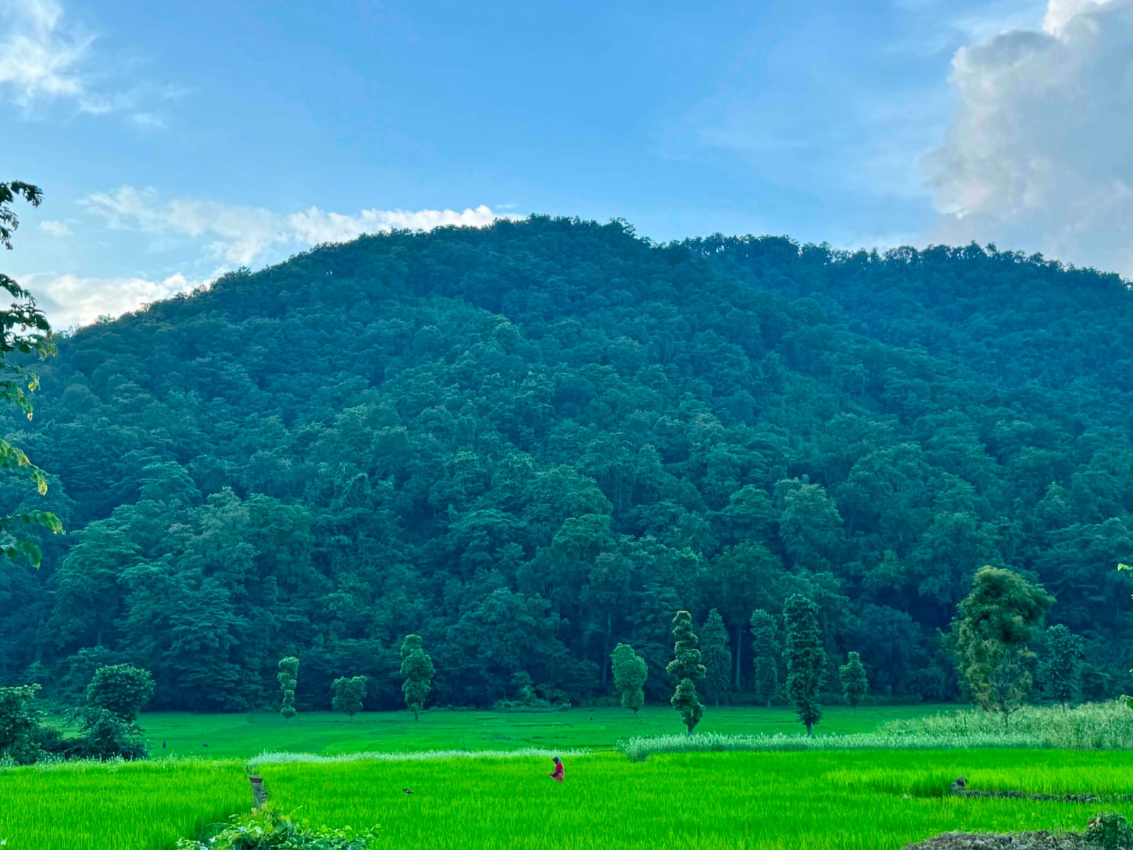 सामुदायिक वनः संरक्षणसँगै समुदायको आर्थिक–सामाजिक विकासको आधार